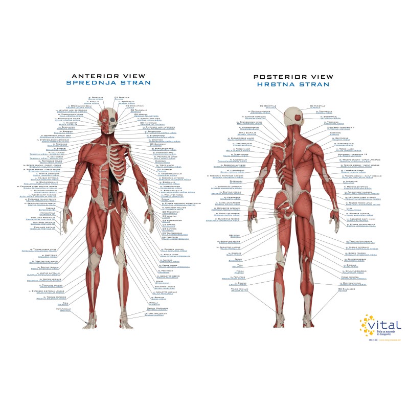 Az ember izomzata plus- plakát EZ AL100