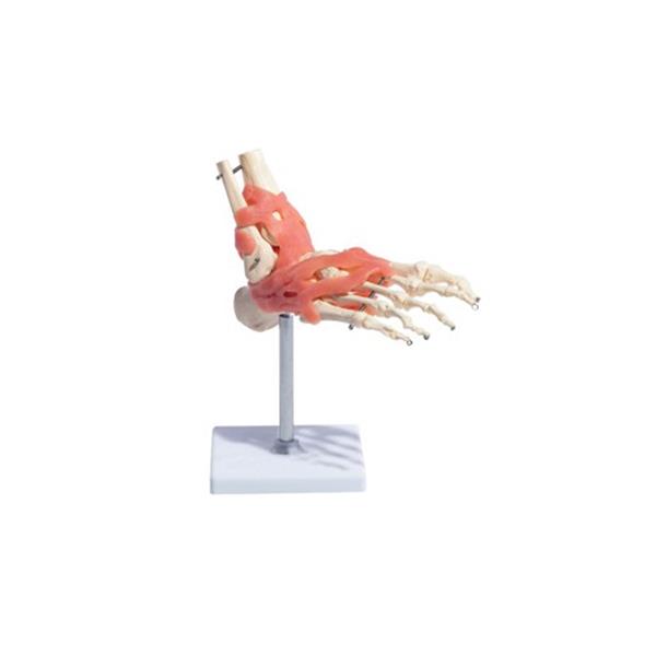 Boka anatómiai modell 11209-6